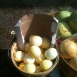 all melons