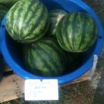 ice box melon