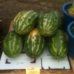 seeded melons