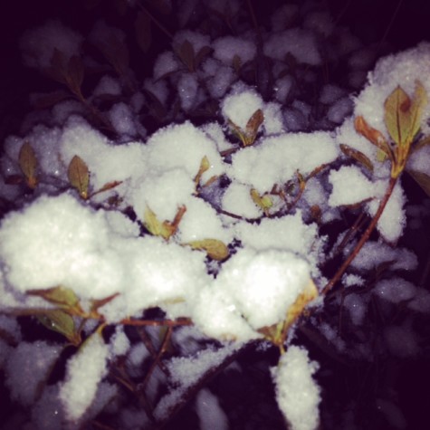 snow in bushes out front