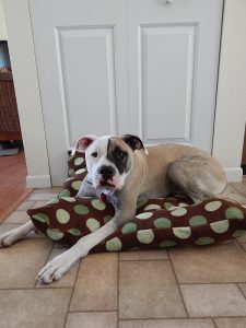 Build A Dog Bed