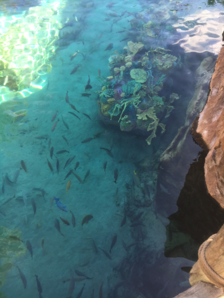Discovery Cove Florida What To Expect